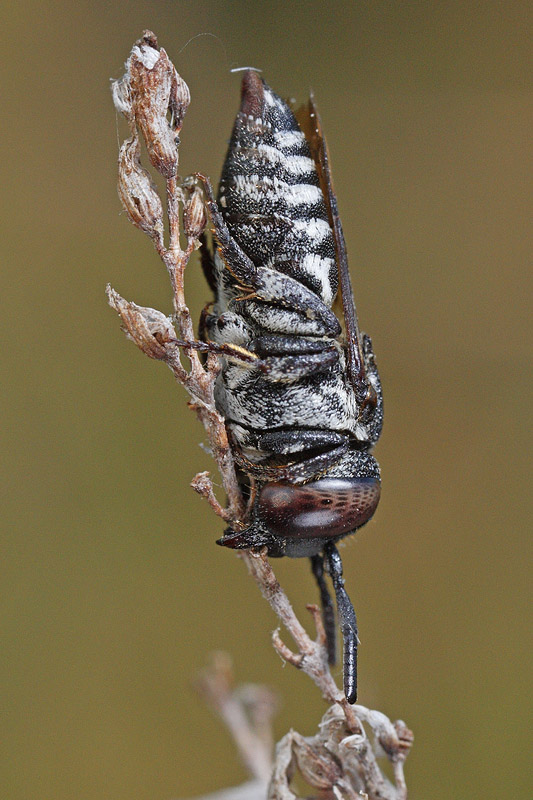 Apidae Anthophorinae: cfr. Thyreus sp.